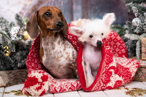 Бернская Горная Собака Щенок Dchinese Crested Сидя Комнате Украшены Рождество — стоковое фото