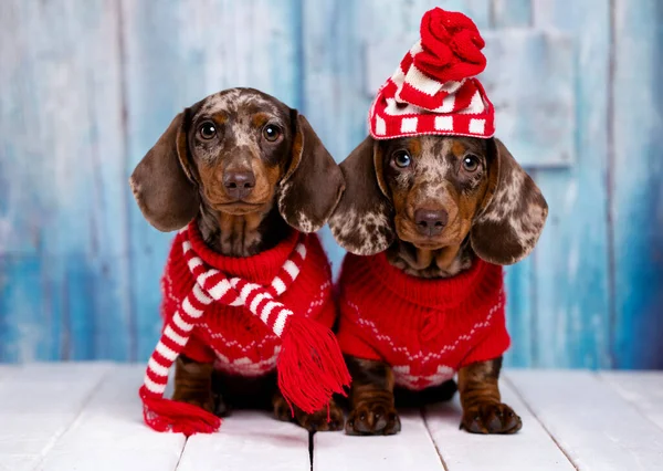 TvoパピーDachshund 新年の子犬 サンタ帽子のクリスマス犬 — ストック写真