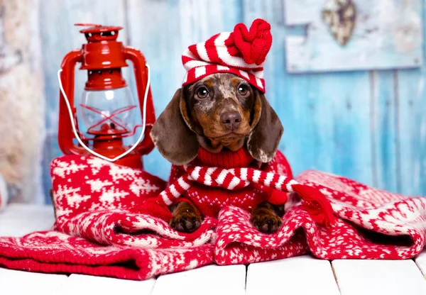 Puppy Dachshund New Year Decor Christmas — Stock Photo, Image