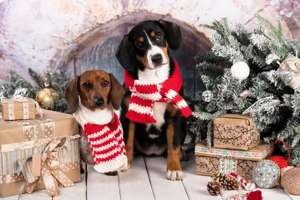 Berner Berghond Puppy Teckel Zitten Kamer Ingericht Voor Kerstmis Entlebucher Rechtenvrije Stockfoto's