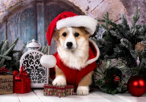 Cachorro Corgi Chapéu Santa Contra Pano Fundo Decorações Natal — Fotografia de Stock