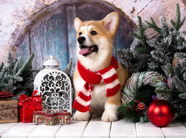 Cachorro Corgi Con Una Bufanda Santa Fondo Las Decoraciones Navidad — Foto de Stock