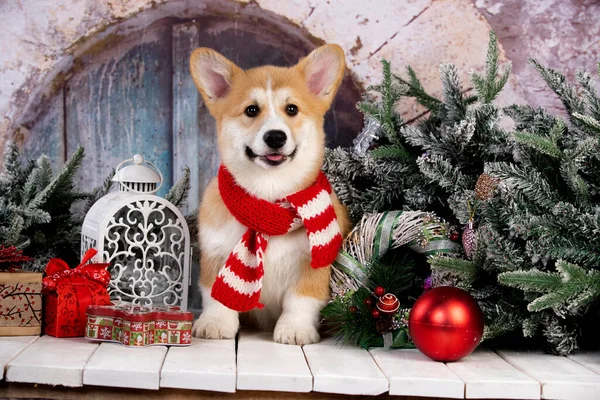 Corgi Welpe Mit Einem Weihnachtsmann Schal Auf Dem Hintergrund Der — Stockfoto