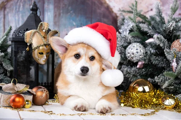 Corgi Puppy Een Kerstmuts Tegen Achtergrond Van Kerstversiering — Stockfoto