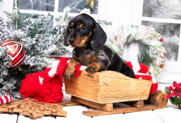 子犬のダックスフント 新年の子犬 クリスマスの犬 クリスマスのダックスフント — ストック写真