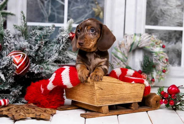 Cachorro Dachshund Merle Marrón Bronceado Cachorro Año Nuevo Perro Navidad —  Fotos de Stock