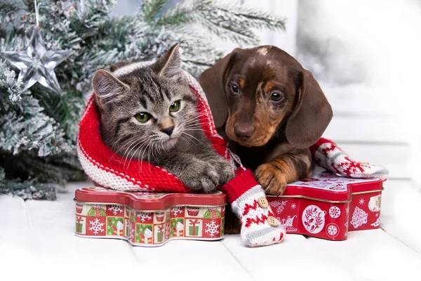 Cachorro Dachshund Gatitos Navidad Decoraciones Navidad — Foto de Stock