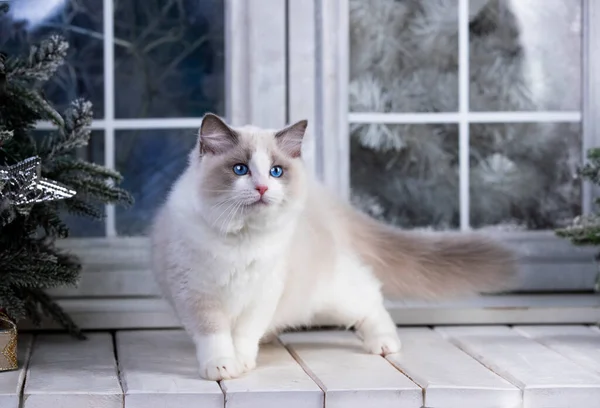 Christmas Cat White Ragdoll Blue Eyes — Stock Photo, Image