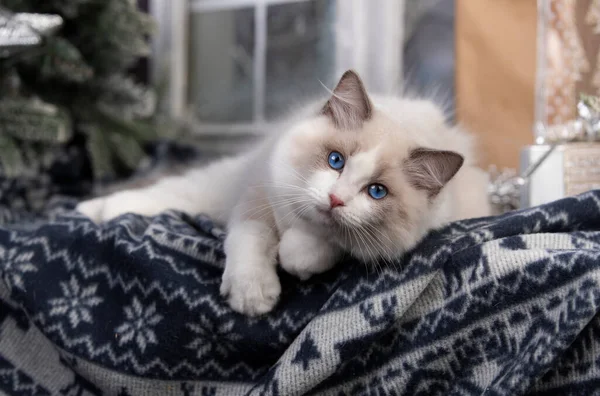 Boże Narodzenie Kot Biały Ragdoll Niebieskimi Oczami — Zdjęcie stockowe