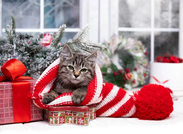 小猫玩圣诞玩具 节假日和庆祝活动 可爱的顽皮猫咪靠近枞树 快乐的白猫玩着圣诞玩具 — 图库照片
