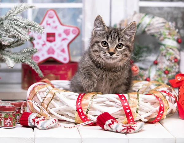 Kedi Yavrusu Bir Noel Oyuncağıyla Oynuyor Yeni Yıl Tatiller Kutlamalar — Stok fotoğraf