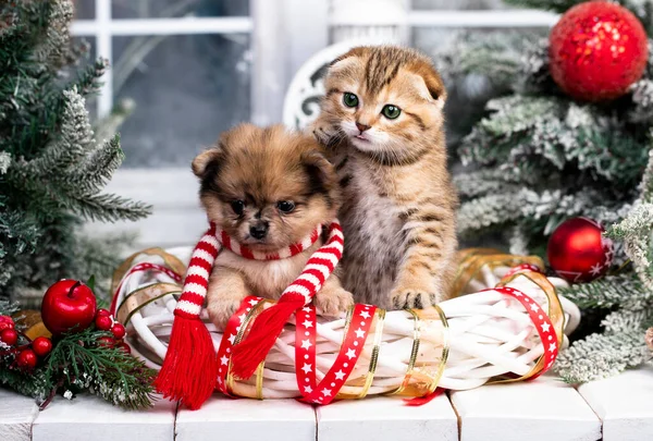 Κουτάβι Και Γατάκια Χριστούγεννα Ζώα Συντροφιάς Των Χριστουγέννων — Φωτογραφία Αρχείου