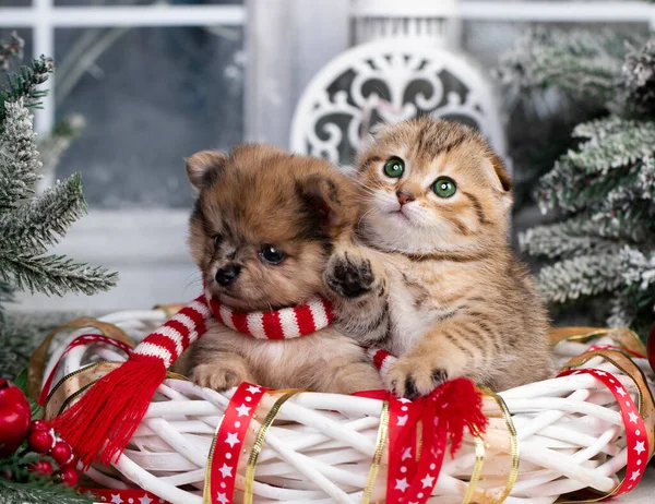 Puppy Kitens Kerst Kerst Huisdier — Stockfoto