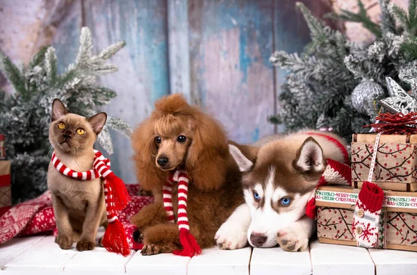 シベリアのハスキー子犬 子犬のおもちゃのプードルクリスマス犬と子猫ビルマ — ストック写真