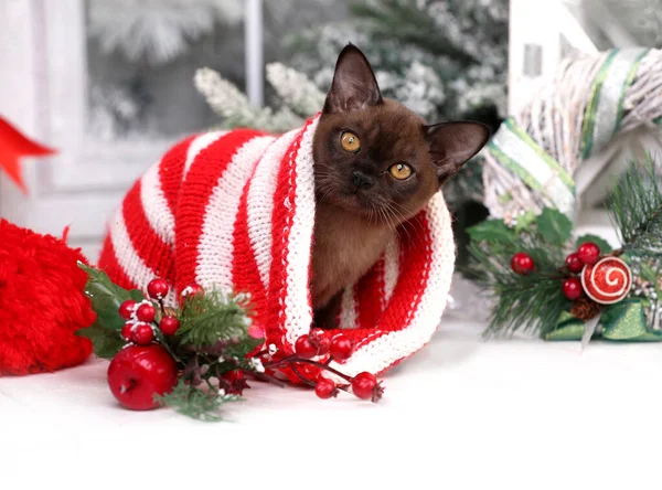 Kitten Speelt Met Een Kerstspeeltje Nieuwjaar Feestdagen Feestdagen Naughty Schattig Stockfoto