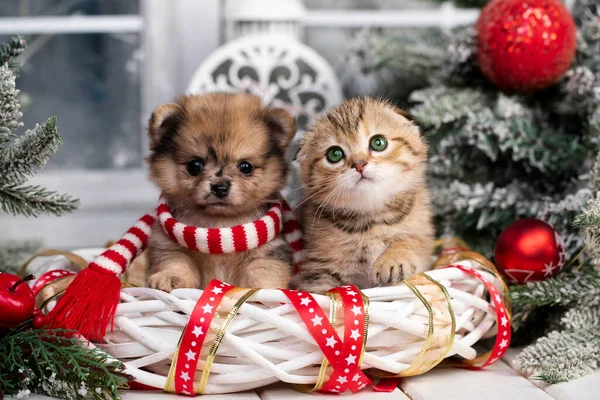 子犬と子猫クリスマス クリスマスペット動物 ストック画像