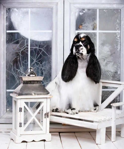 American Cocker Spaniel Black White Sits Background Snowy Window — Stock Photo, Image