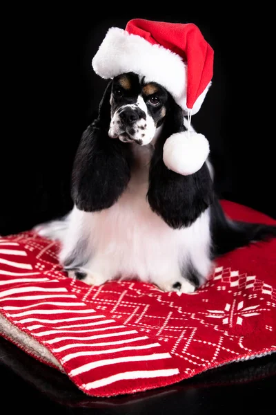 Funny Portrait Cute Puppy Dog American Cocker Spaniel Black White — Stock Photo, Image