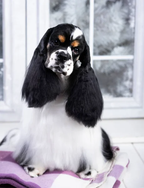 American Cocker Spaniel Black White Color — Stock Photo, Image