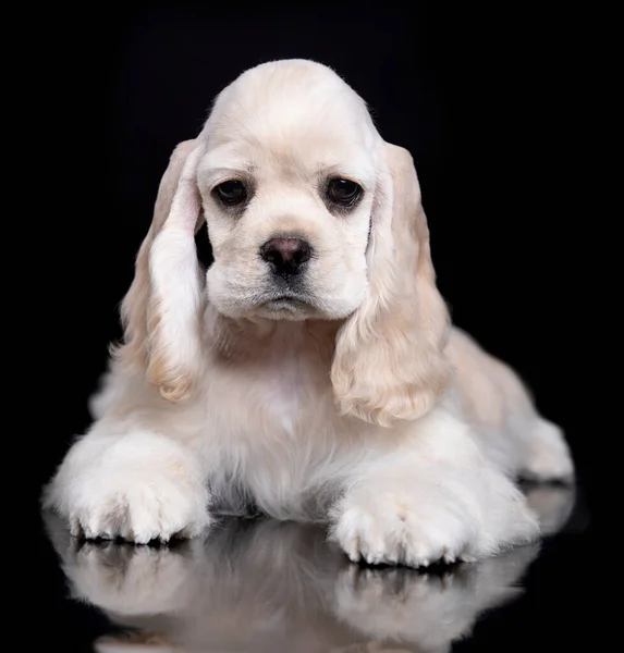 American Cocker Spaniel Creme Fawn Cor Branca Sobre Fundo Preto — Fotografia de Stock