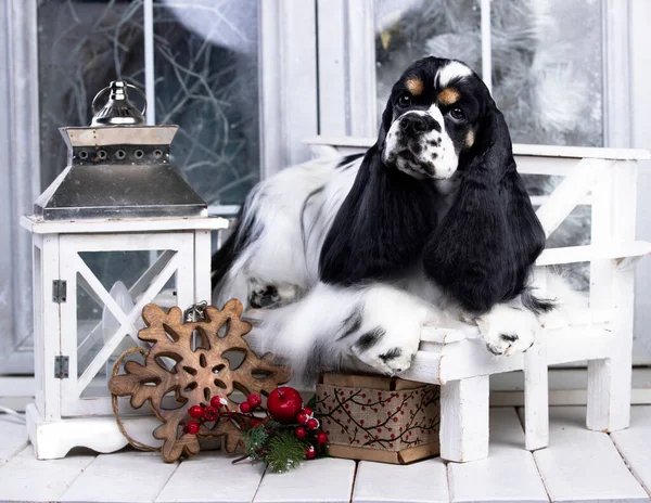 Amerykański Cocker Spaniel Kolorze Czarno Białym — Zdjęcie stockowe