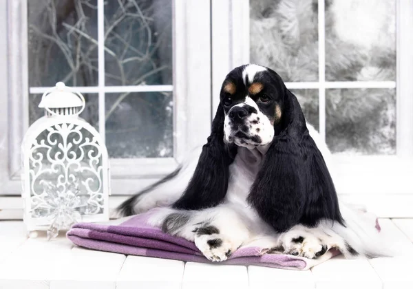 American Cocker Spaniel Black White Color — Stock Photo, Image