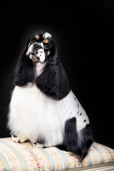 Cocker Spaniel Americano Bianco Nero — Foto Stock