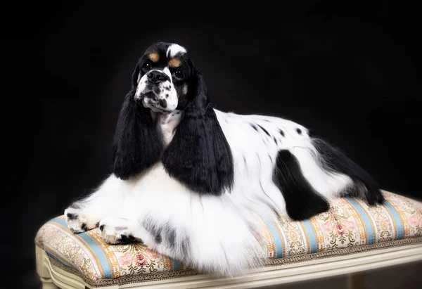 Amerikansk Cocker Spaniel Svart Och Vit Färg Royaltyfria Stockfoton