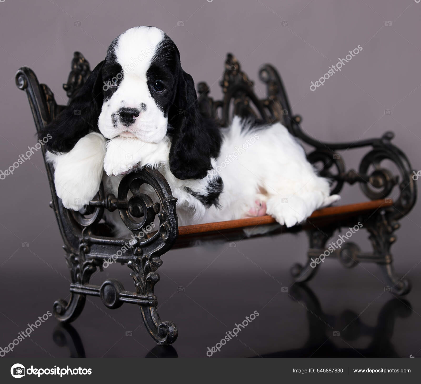 American cocker spaniel hot sale black and white