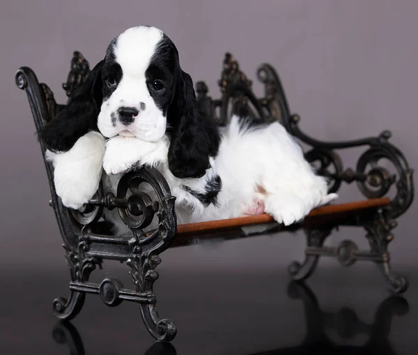 Cocker Spaniel Americano Cor Preto Branco — Fotografia de Stock