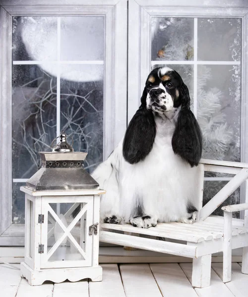 Amerikan Cocker Spaniel Siyah Beyaz Karlı Bir Pencerenin Arkasında Oturur — Stok fotoğraf