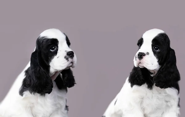 Cocker Spaniel Americano Color Blanco Negro — Foto de Stock