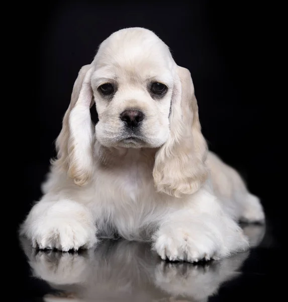 American Cocker Spaniel Creme Fawn Cor Branca Sobre Fundo Preto — Fotografia de Stock