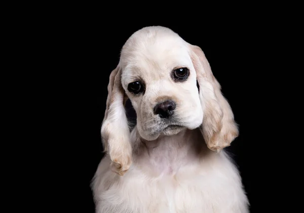 Siyah Arka Planda Amerikalı Cocker Spaniel — Stok fotoğraf