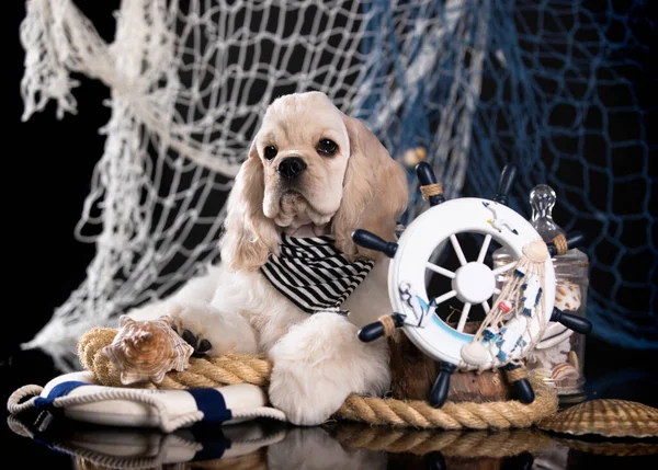 Amerikaanse Cocker Spaniel Met Marine Decoraties Kapitein Stuurwiel — Stockfoto