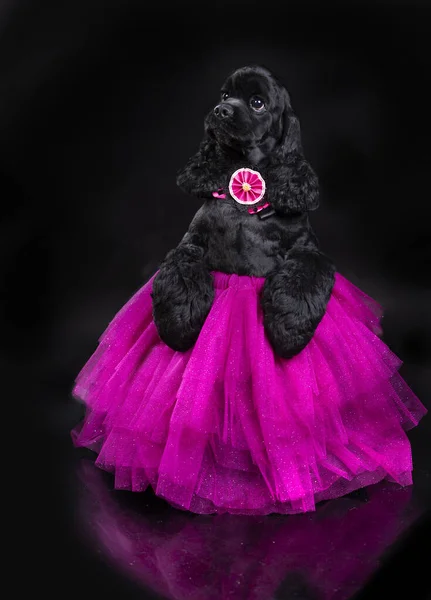 Amerikaans Cocker Spaniel Een Roze Tutu Ballet Rok Hond — Stockfoto