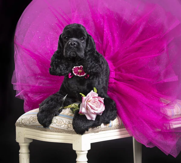 American Cocker Spaniel Una Gonna Ballo Tutù Rosa Cane — Foto Stock