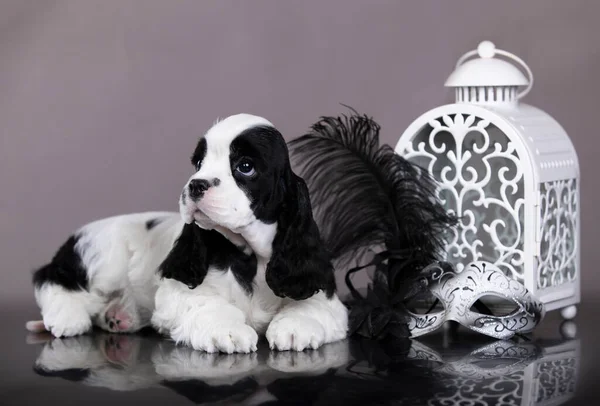 Amerikansk Cocker Spaniel Svart Och Vit Färg Royaltyfria Stockbilder