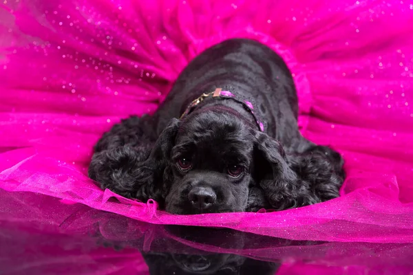 穿着粉色芭蕾裙的美国小猎犬 图库图片