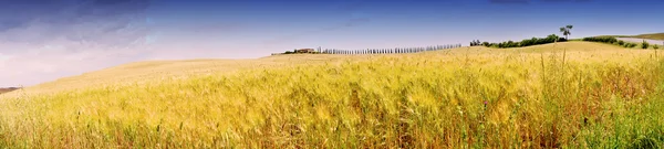 Paisagem de milho — Fotografia de Stock