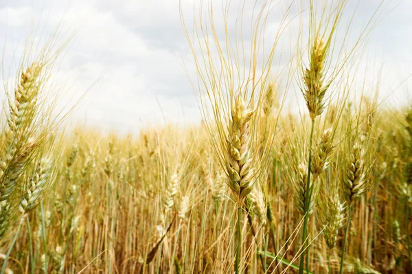 Кукурузный пейзаж — стоковое фото