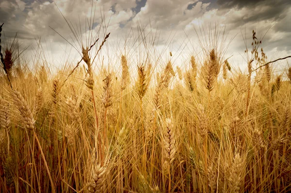 Maïs landschap — Stockfoto