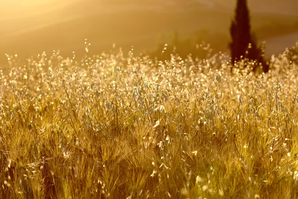 Toskánsku hills — Stock fotografie