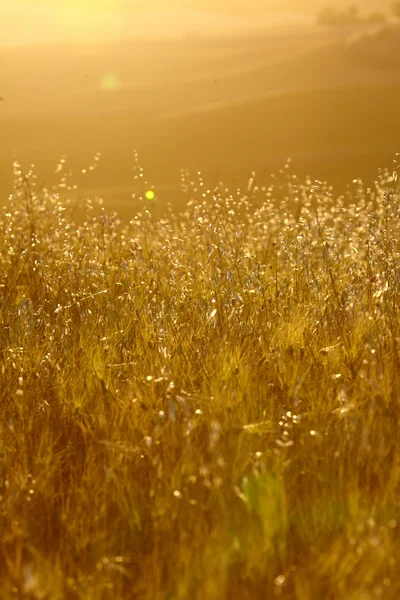 Paisaje típico de Toscana, Italia —  Fotos de Stock