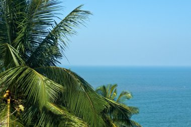 gözlerden uzak, egzotik ve güzel plaj ön plana palmiye ağaçları ile