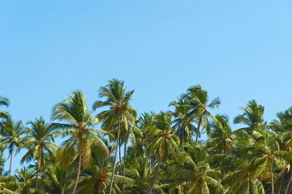Palm trees at sky — Stock Photo, Image