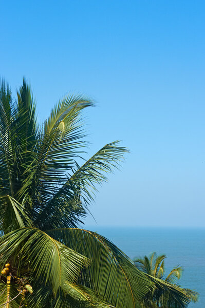 Экзотический, красивый и изолированный пляж с пальмовыми деревьями на переднем плане
