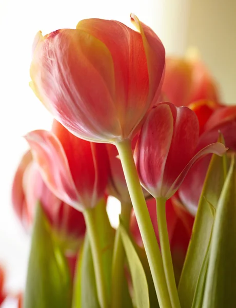 Krásnou kytici červených tulipánů — Stock fotografie