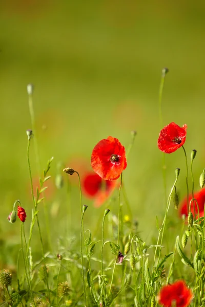 Campo de amapolas — Stockfoto