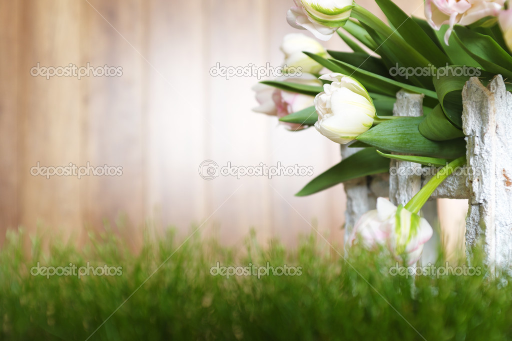 White tulips grow besides rustic wooden barn.